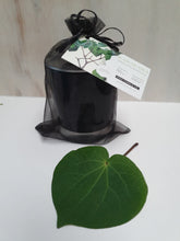 Load image into Gallery viewer, Bathing- Kawakawa