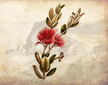 Load image into Gallery viewer, Botanical - Pohutukawa.
