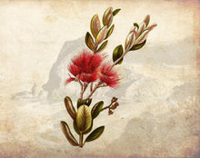 Load image into Gallery viewer, Botanical - Pohutukawa.