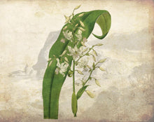 Load image into Gallery viewer, Botanical Xmas Collection Gift Set- SOLD OUT