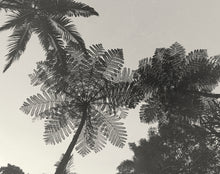 Load image into Gallery viewer, Nature - Waitakere Apothecary