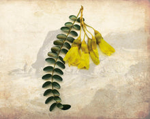 Load image into Gallery viewer, Botanical - Kowhai
