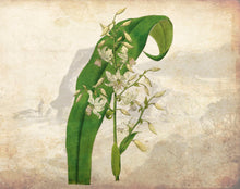 Load image into Gallery viewer, Botanical - Renga Renga
